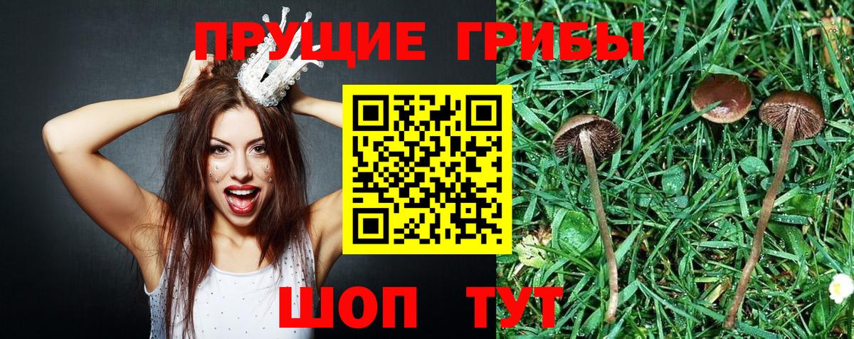 Галлюциногенные грибы прущие грибы Усолье-Сибирское